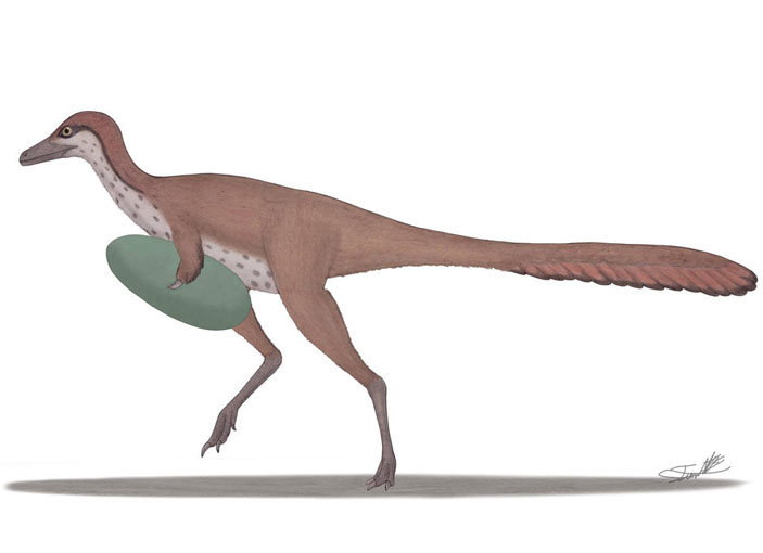 Манипулоникс, возможно, был специалистом по похищению и поеданию яиц более крупных динозавров