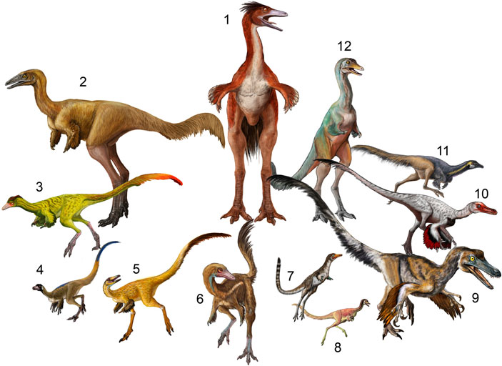 Некоторые известные виды альваресзаврид