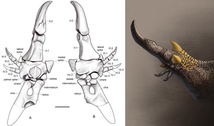 Реконструированная конечность манипулоникса и ее предполагаемый прижизненный вид