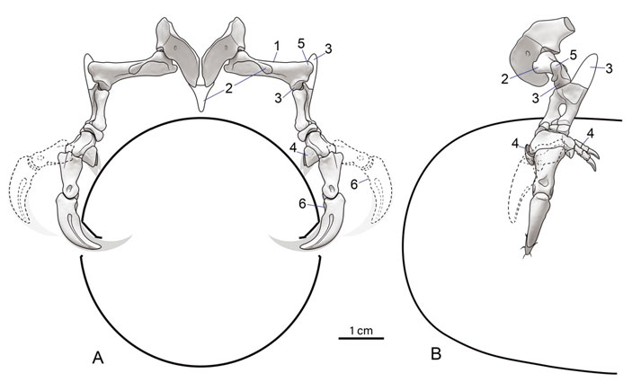 Схема захвата манипулониксом крупного яйца спереди и сбоку