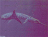 Морской крокодил Geosaurus (рисунок Дэна Варнера с сайта www.oceansofkansas.com)