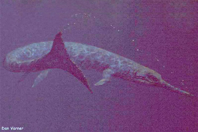 Морской крокодил Geosaurus (рисунок Дэна Варнера с сайта www.oceansofkansas.com)