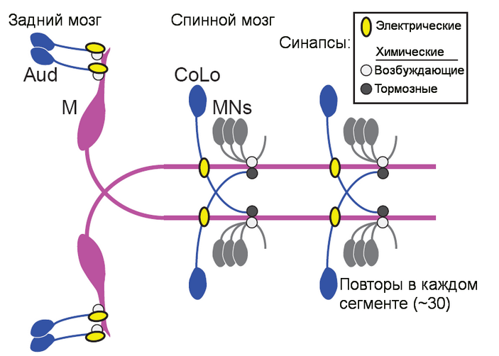 <b>Рис. 3.</b> Схема системы с маутнеровскими нейронами у рыбы <i>Danio rerio</i>