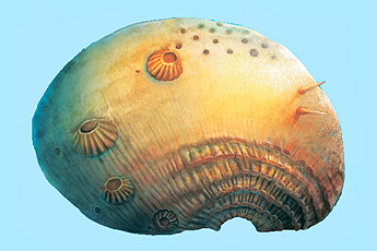 Реконструкция Saccorhytus, вид сбоку