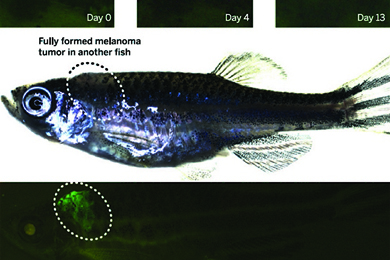 Экспрессия репортера специфичного для нервного гребня при меланоме