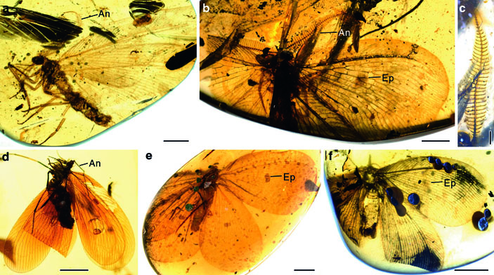 Рис. 2. Гребенчатоусые сетчатокрылые из бирманского янтаря, которых отнесли к каллиграмматидам