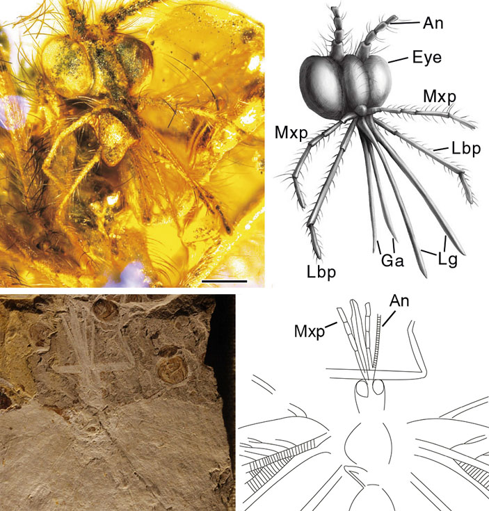 Рис. 4. Ротовые части бирманской каллиграмматиды Oligopsychopsis groehni и ротовые части классической каллиграмматиды из средней юры Китая