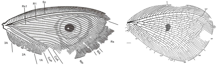 Рис. 5. Крыло классической каллиграмматиды Kalligramma paradoxum, крыло каллиграмматиды Oligopsychopsis groehni