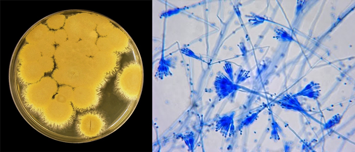 Грибок Paecilomyces variotii