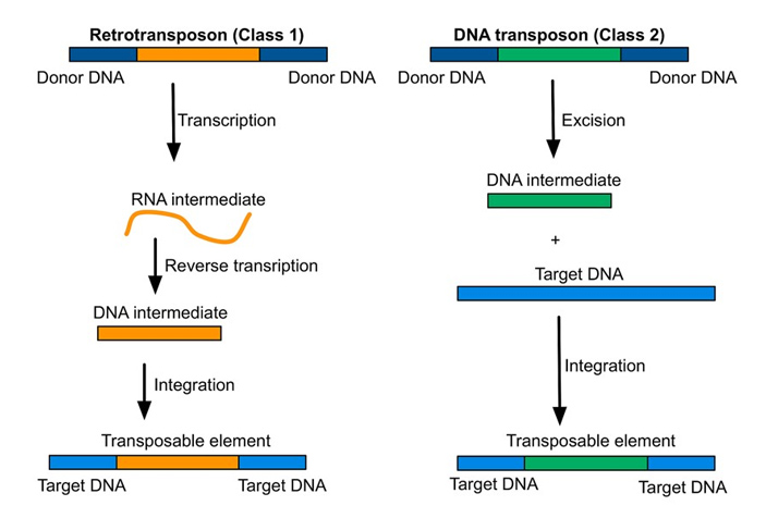 Рис. 2. Транспозоны эукариот подразделяют на ретротранспозоны и ДНК-транспозоны