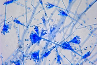 Грибок Paecilomyces variotii