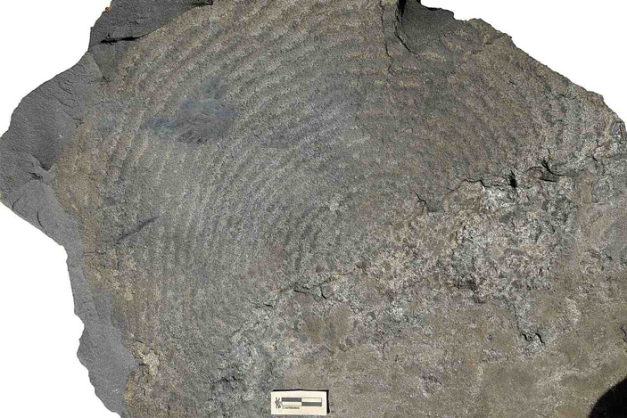 Глинистые сланцы раннепротерозойской формации Франсвиль