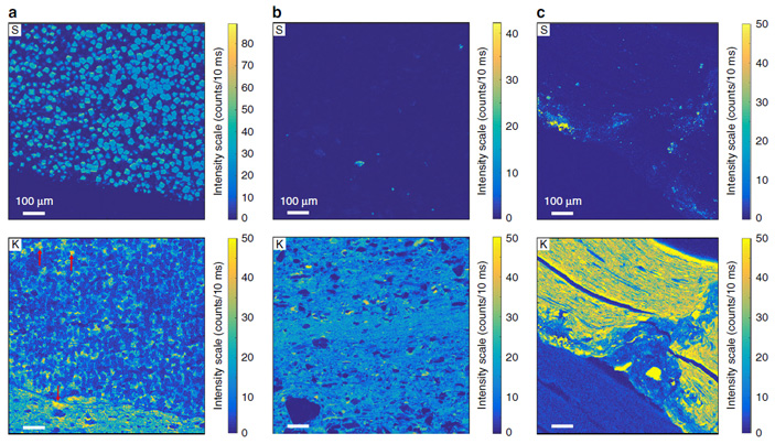 Рис. 4. Карта интенсивности рентгеновской флюоресценции для серы и калия