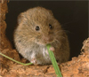 Пашенная полёвка (Microtus agrestis) при входе в свою нору ест лист травы. Фото © Ernie Janes / www.nhpa.co.uk с сайта www.arkive.org