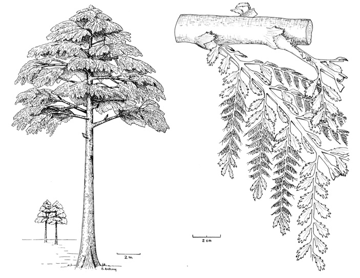 Рис. 1. Классическая реконструкция общего вида и побегов археоптерисов
