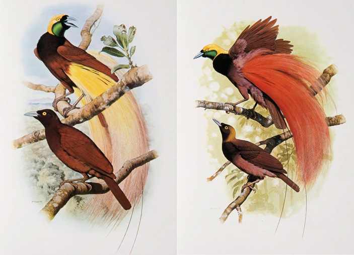 Рис. 1. Большая (Paradisaea apoda) и Реггинова (P. raggiana) райские птицы, которые, наряду с другими 258 парами близких видов, рассматриваются в обсуждаемой статье