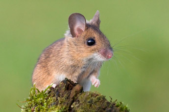 Европейская лесная мышь