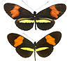 Слева – Heliconius timareta thelxinoe, справа – H. melpomene amaryllis
