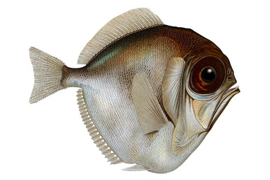 Диретма (Diretmus argenteus)