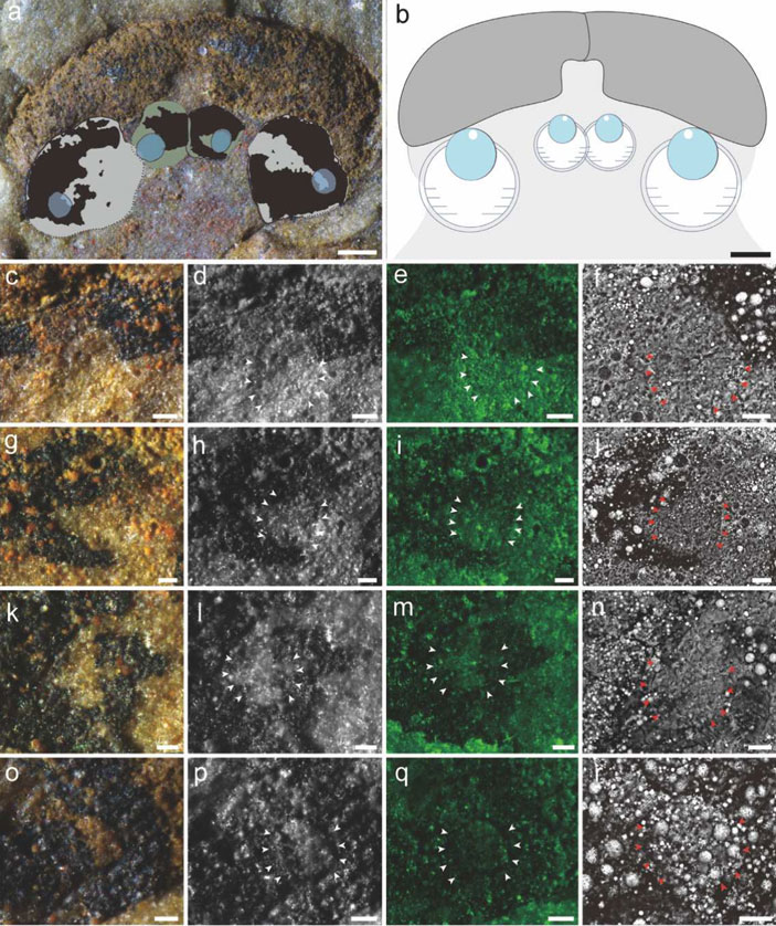 Реконструкция глазной области хайкоуихтиса