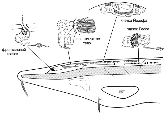 Голова личинки ланцетника (вид слева) с органами зрения