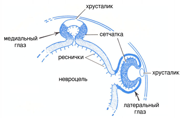 Происхождение латеральных и медиальных (теменных) глаз