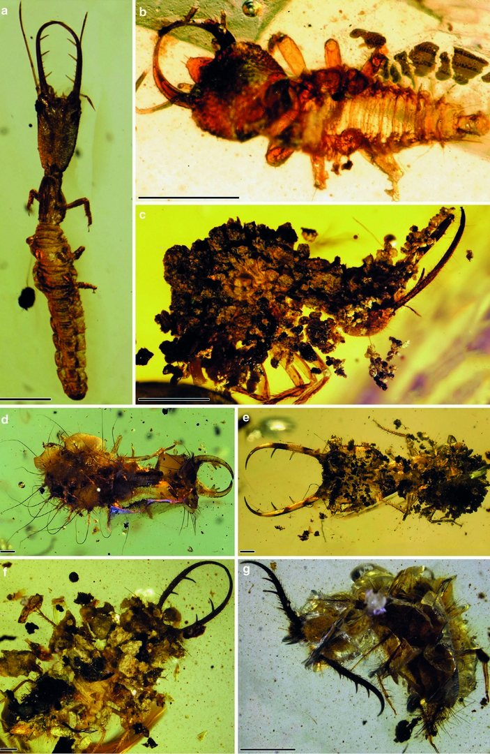 Личинки Myrmeleontiformia из бирмита