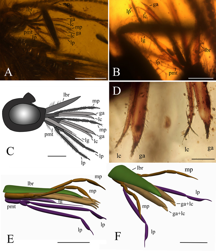 Рис. 3. Строение хоботка Buratina truncata