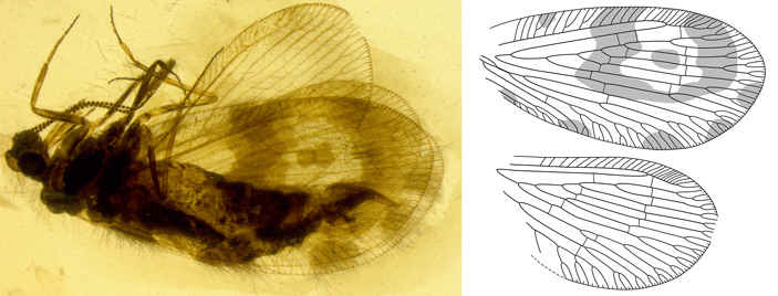 Рис. 4. Сетчатокрылое насекомое Khobotun elephantinus
