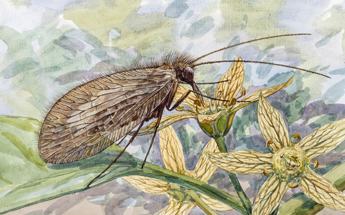 Рис. 6. Сетчатокрылое насекомое Buratina truncata, изображенное на цветах вымершего растения Tropidogyne