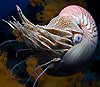 Nautilus pompilius, наутилус, стал главным героем десятилетних наблюдений в своем природном местообитании — в Коралловом море, на склонах рифа Оспрей, части Большого Барьерного рифа на северо-восточном побережье Австралии. Фото с сайта bigmoviezone.com