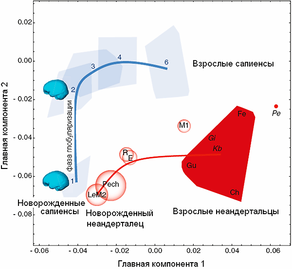 Анализ возрастных изменений формы мозга при помощи метода главных компонент. Синим цветом показаны современные люди, красным — неандертальцы, а также «родезийский человек» (Kb, Kabwe) и череп из Петралонской пещеры (Pe), относимые многими антропологами к виду Homo heidelbergensis. Рисунок из обсуждаемой статьи в Current biology
