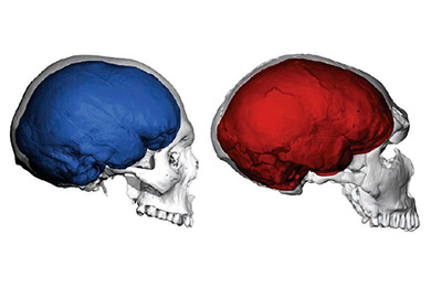 Череп взрослого представителя Homo sapiens. Рисунок из синопсиса к обсуждаемой статье в Current Biology