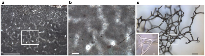 Рис. 1. Остатки, возможно, принадлежащие губкам тониевого возраста
