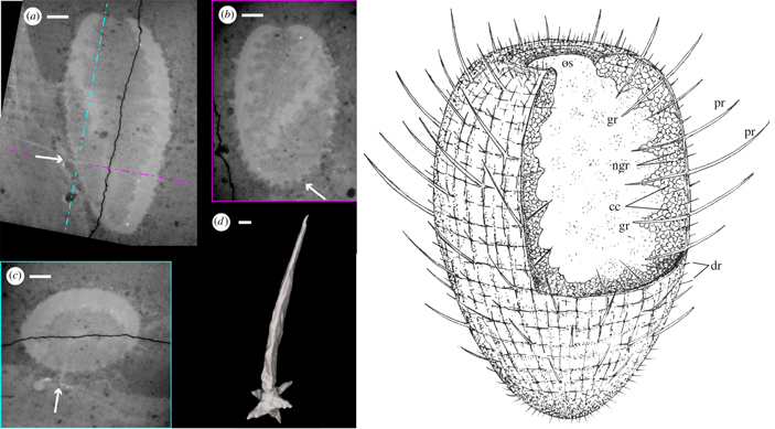 Рис. 2. Относительно хорошо сохранившаяся фанерозойская известковая губка