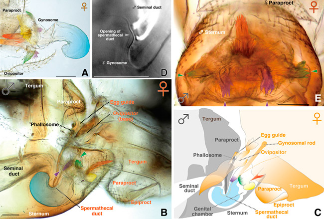 Рис. 2. Гениталии и спаривание Neotrogla curvata