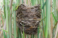 Пример гнезда дроздовидной камышевки (Acrocephalus arundinaceus) до увеличения