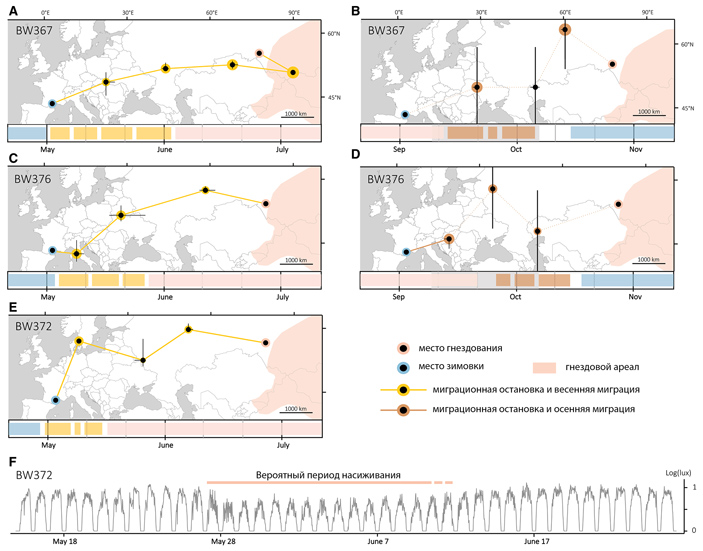 Рис. 4. Места зимовки и размножения, а также пути миграции трех степных коньков