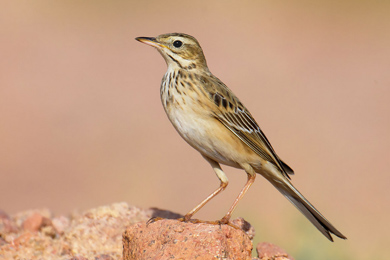 Степной конёк (Anthus richardi)