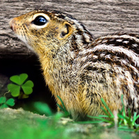 Тринадцатиполосый суслик (Ictidomys tridecemlineatus)