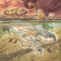 Головастик юрской лягушки Notobatrachus degiustoi