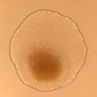 Колония бактерий Jeongeupia sacculi