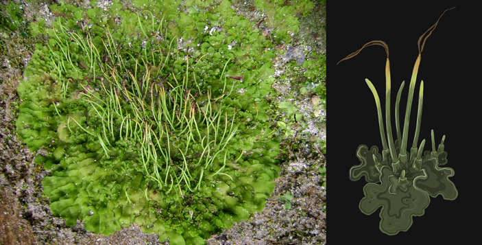 Рис. 7. Антоцеротовый мох Leiosporoceros dussii