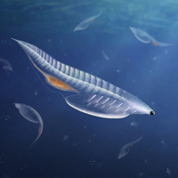 Художественная реконструкция внешнего вида нуучихта (Nuucichthys rhynchocephalus)