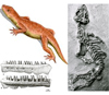 Никтифруретус (Nyctiphruretus) — древнейшие рептилии, жившие 260–250 млн лет назад, близкие к предкам черепах, хотя совсем на черепах и не похожие. Рис. из книги «Ископаемые рептилии и птицы. Часть I»