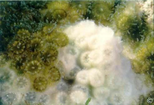 Частично побелевшая из-за утраты симбионтов колония Oculina patagonica (фото с сайта www.artificialreefs.org)