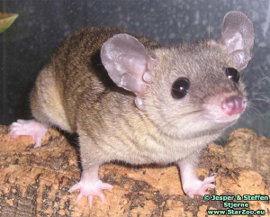 Короткохвостый опоссум Monodelphis domestica. Этот маленький южноамериканский зверек стал первым сумчатым млекопитающим, чей геном удалось прочесть. Вторым, скорее всего, будет кенгуру. (Фото с сайта www.starzoo.eu)
