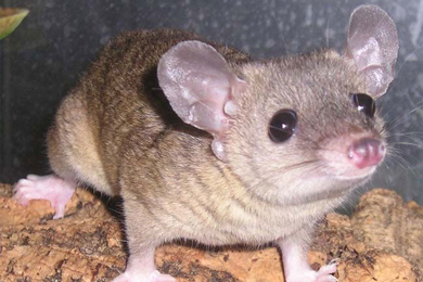 Короткохвостый опоссум Monodelphis domestica. Этот маленький южноамериканский зверек стал первым сумчатым млекопитающим, чей геном удалось прочесть. Вторым, скорее всего, будет кенгуру. (Фото с сайта www.starzoo.eu)