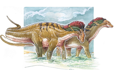 Амаргазавры (Amargasaurus cazaui) — одни из наиболее необычно выглядящих зауропод