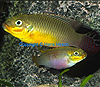 У африканской рыбки Pelvicachromis taeniatus наблюдается «положительная ассортативность» по размеру: крупные самцы обычно образуют пары с крупными самками, мелкие — с мелкими. Пара, изображенная на фотографии, — нетипична (крупный самец с маленькой самкой). Фото с сайта www.zierfischclubbremen.de